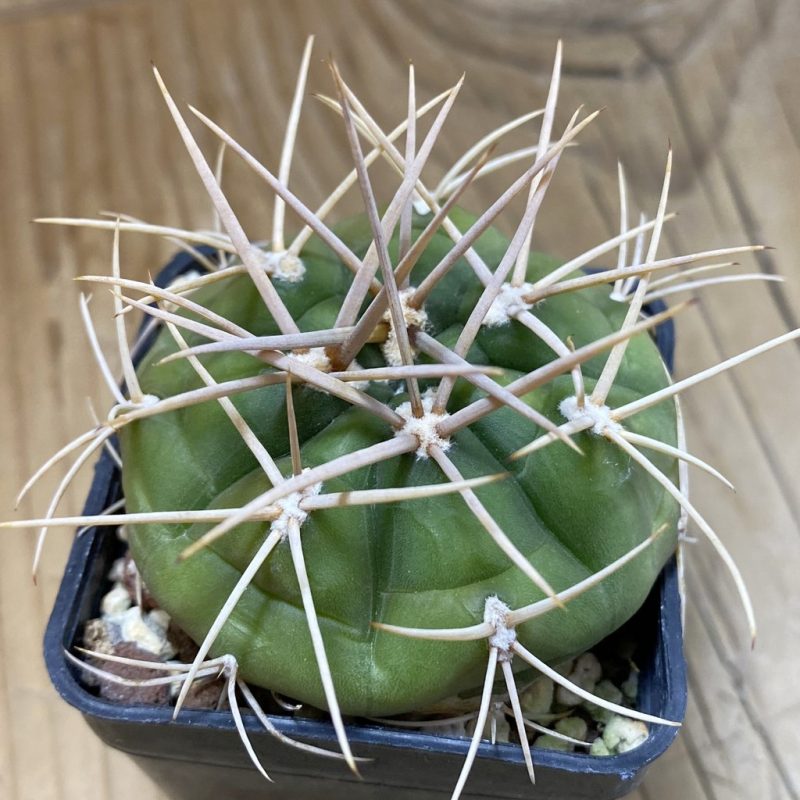 SH28505 Gymnocalycium eurypleurum