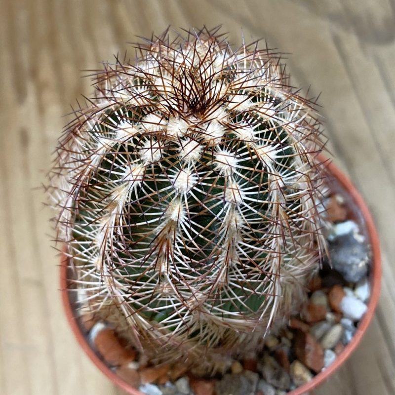SH28506 Echinocereus reichenbachii