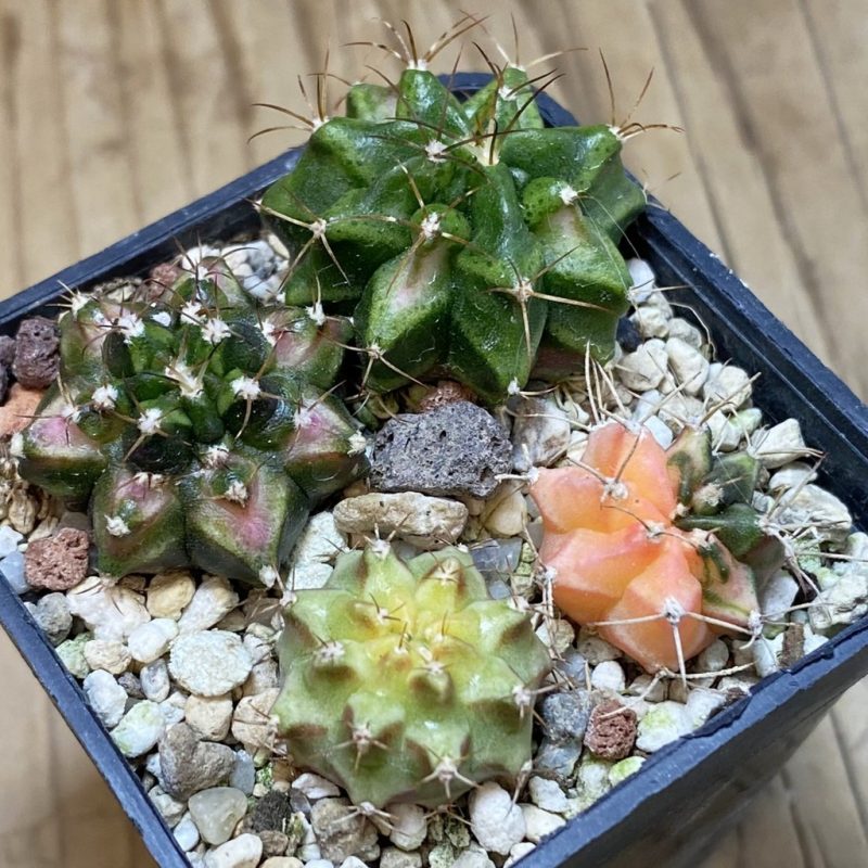 SH28494 Gymnocalycium mihanovichii hybrid mix , 4 plants