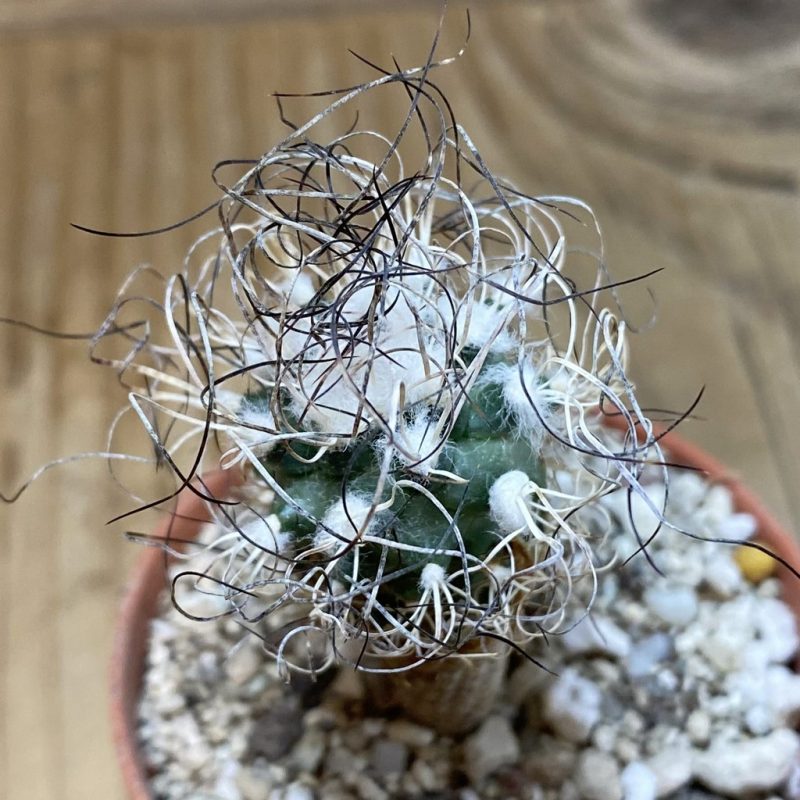 SH28510 Turbinicarpus pseudomacrochele