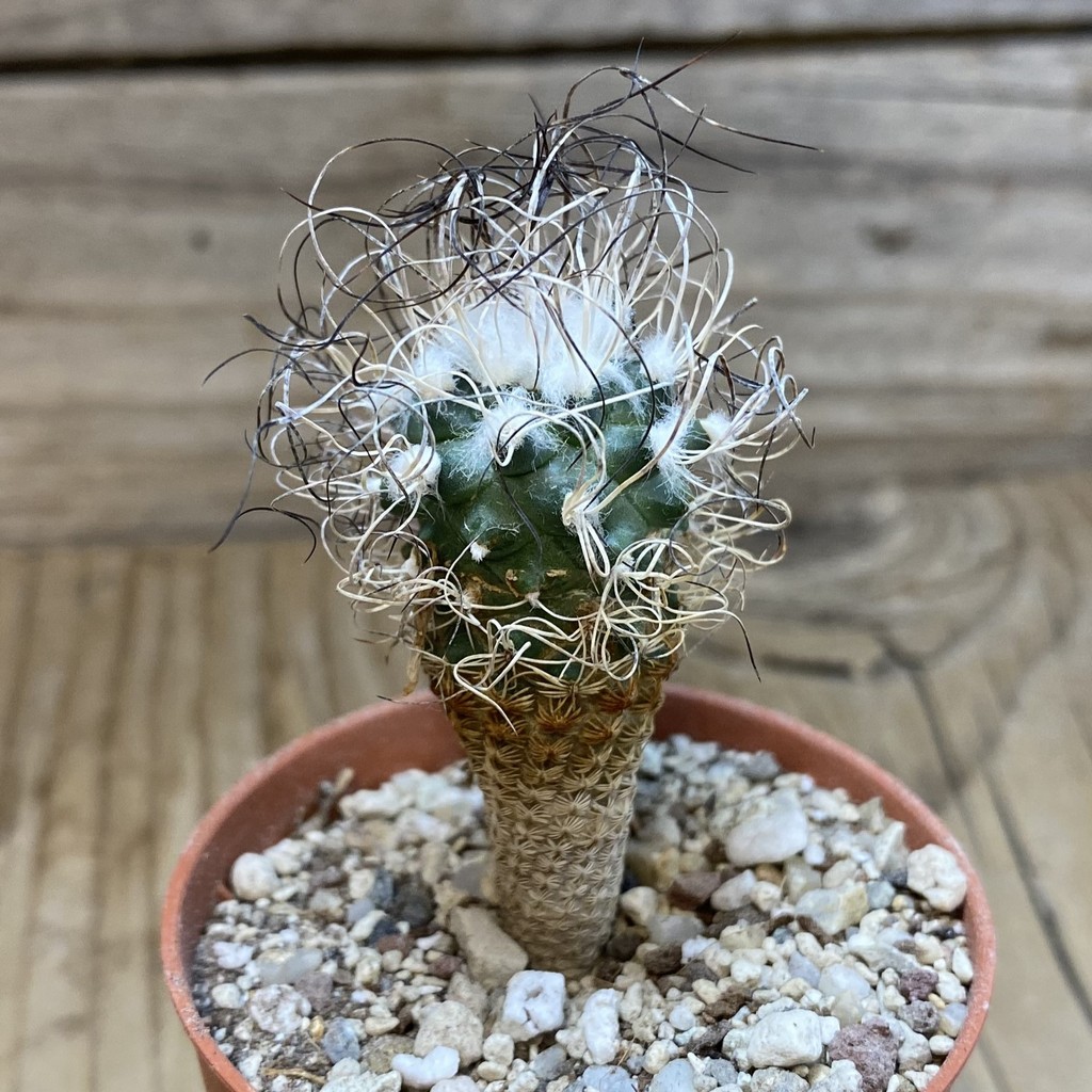 SH28510 Turbinicarpus pseudomacrochele - Image 2