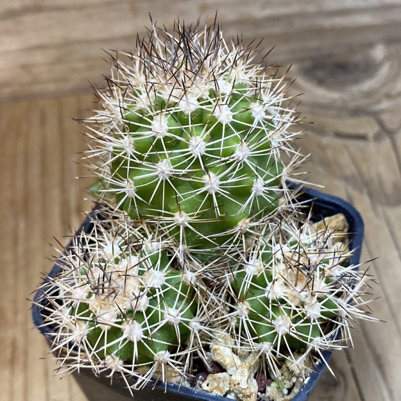 SH28511 Matucana aff. mamillaris