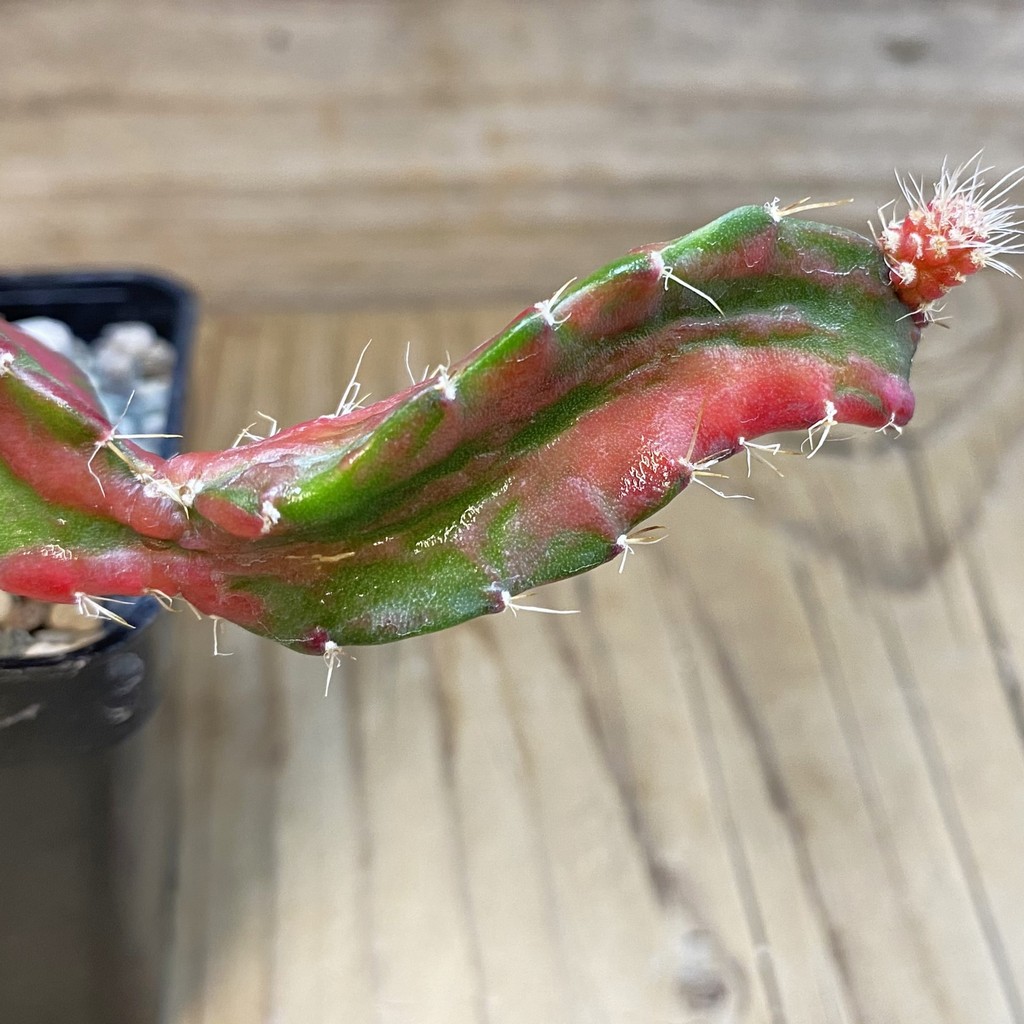 SH28512 Hylocalycium ‘Chimera variegata’