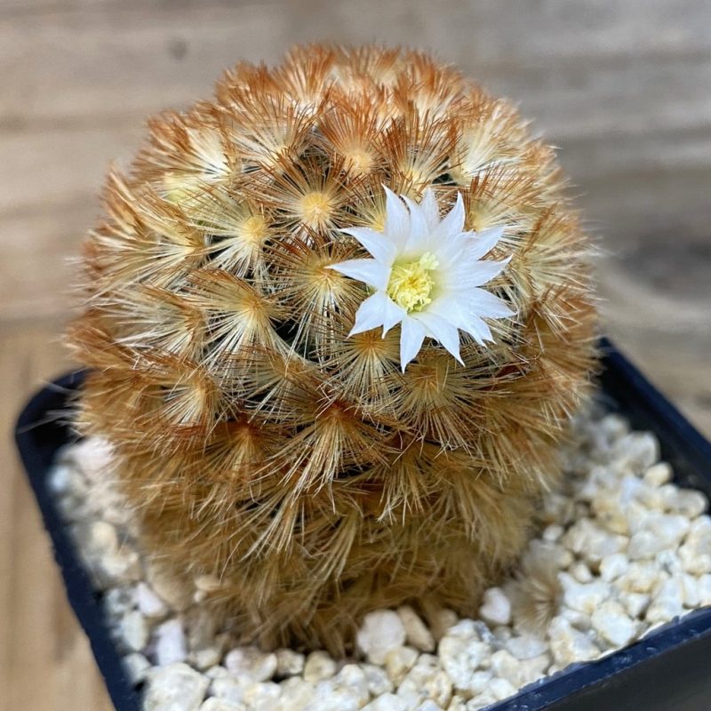 SH28515 Mammillaria carmenae hybrid