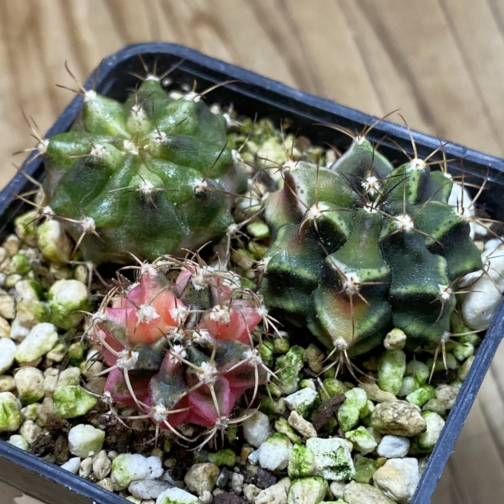 SH28495 Gymnocalycium mihanovichii hybrid mix , 3 plants