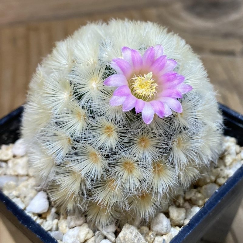 SH28516 Mammillaria carmenae hybrid