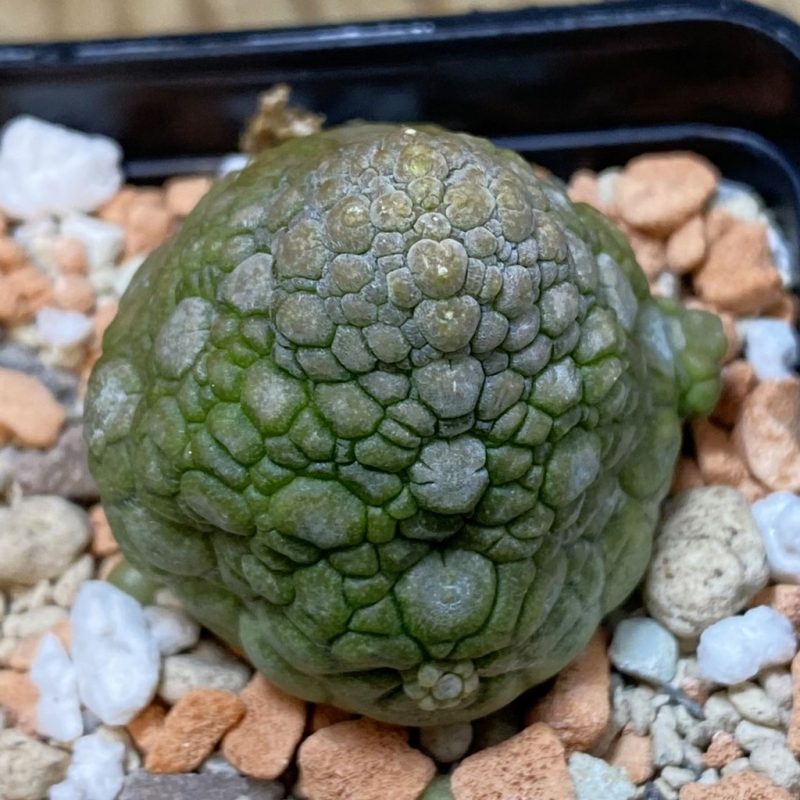 SH28517 Pseudolithos migiurtinus