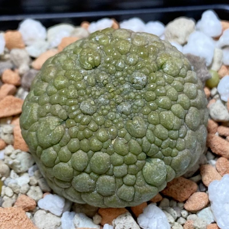 SH28518 Pseudolithos migiurtinus