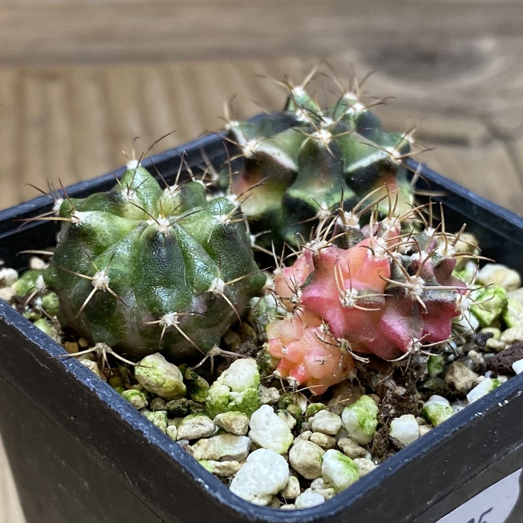 SH28495 Gymnocalycium mihanovichii hybrid mix , 3 plants - Image 2