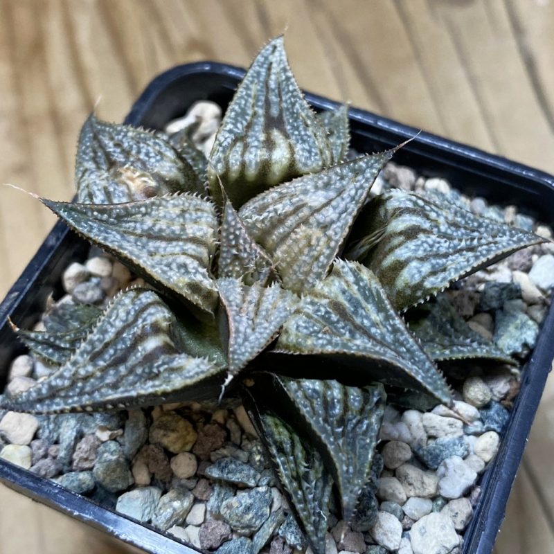 SH28519 Haworthia splendens hybrid