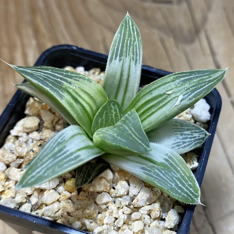 SH28520 Haworthia 'Milky way'