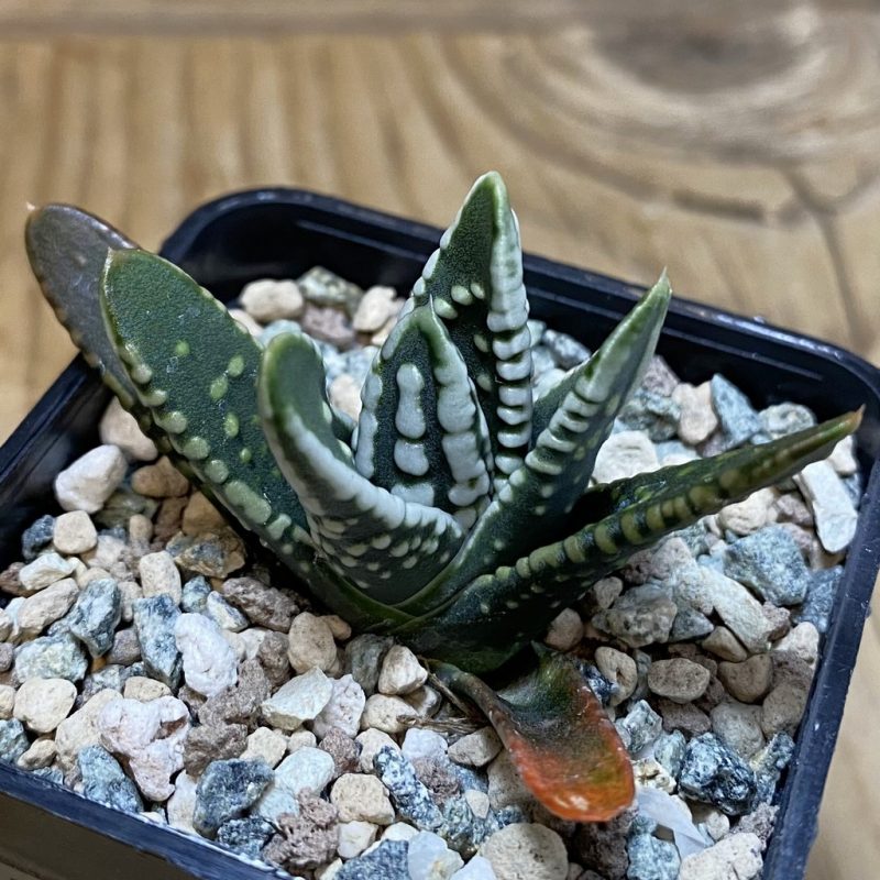 SH28521 Haworthia pumila 'Emperor'
