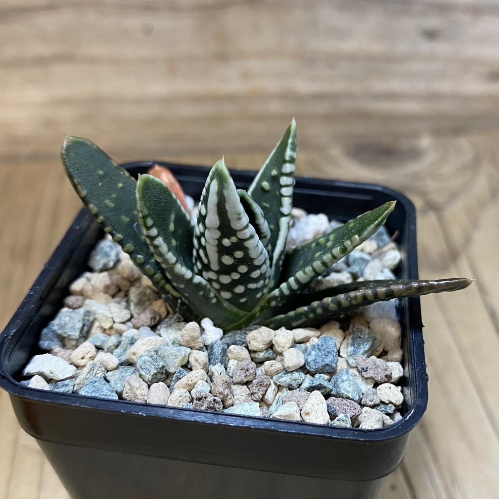 SH28521 Haworthia pumila 'Emperor' - Image 2