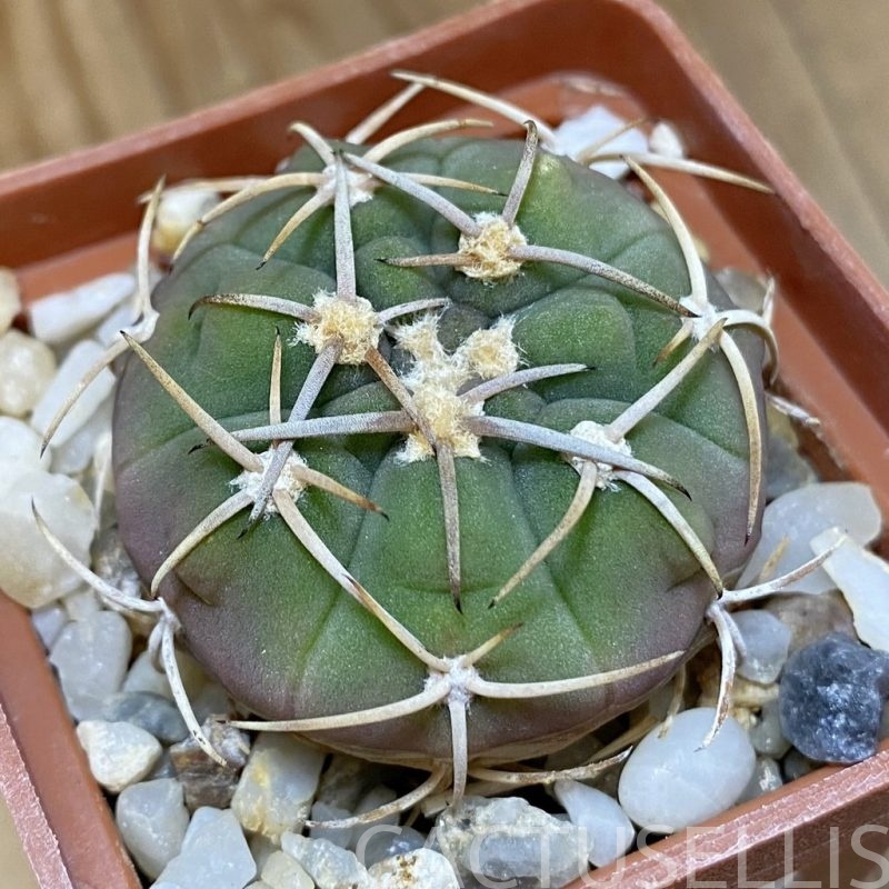 DP28734 Gymnocalycium bayrianum TOM 15-845/1