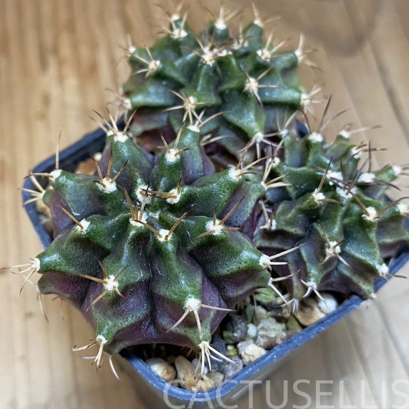 DP28735 Gymnocalycium mihanovichii 3 plants, seedling