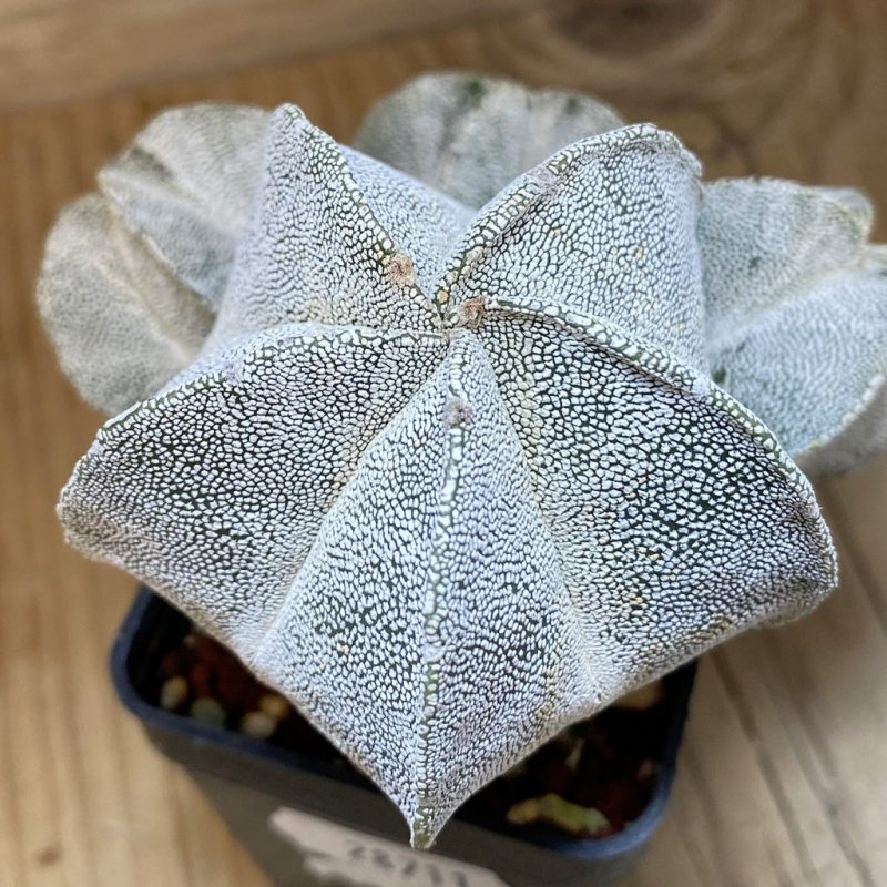 DP28711 Astrophytum myriostigma ‘Onzuka’