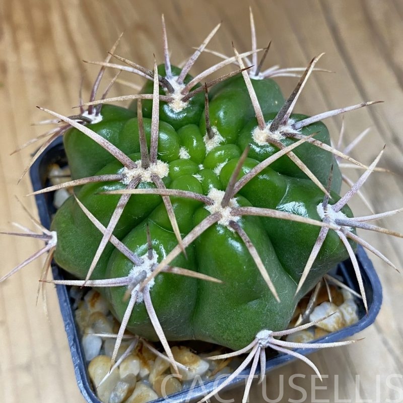 DP28736 Gymnocalycium orientale v. vikulovii