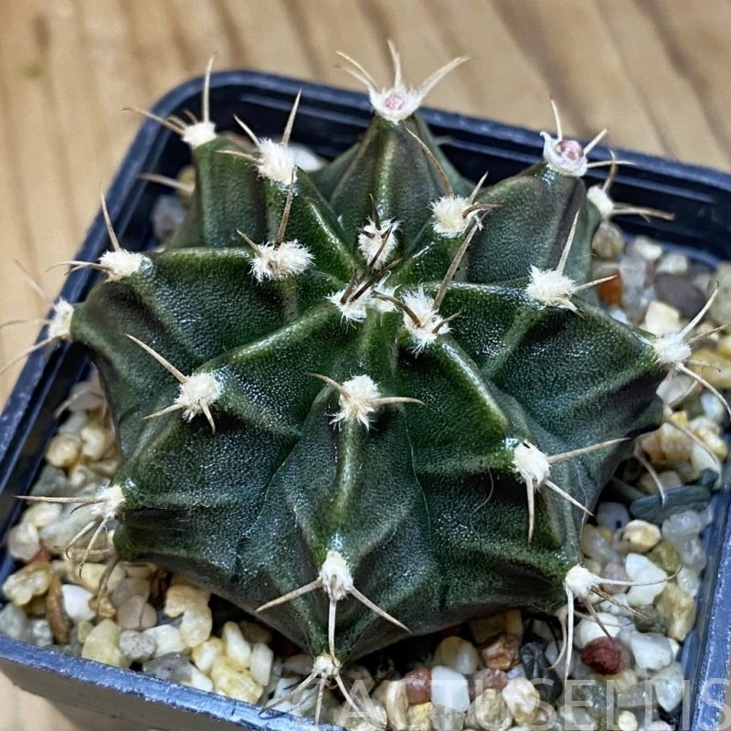 DP28737 Gymnocalycium mihanovichii hybrid