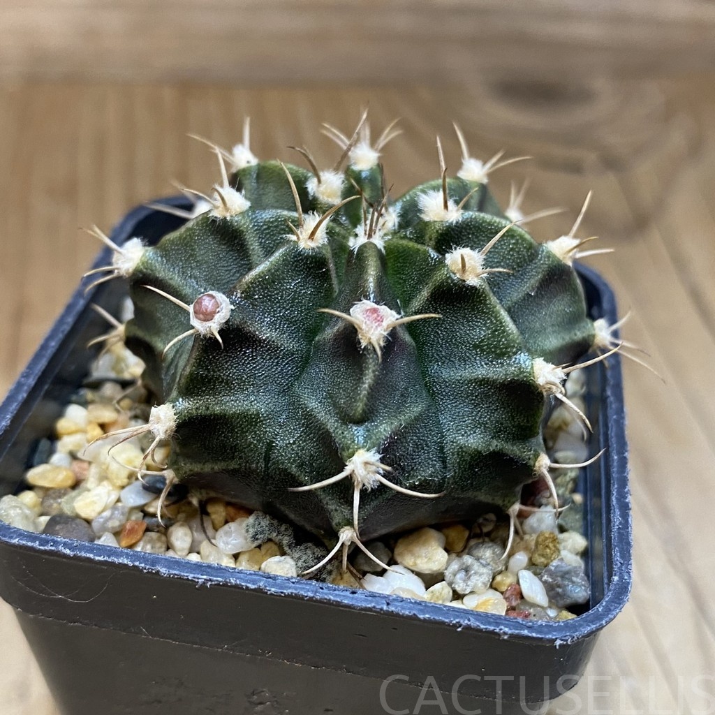 DP28737 Gymnocalycium mihanovichii hybrid - immagine 2