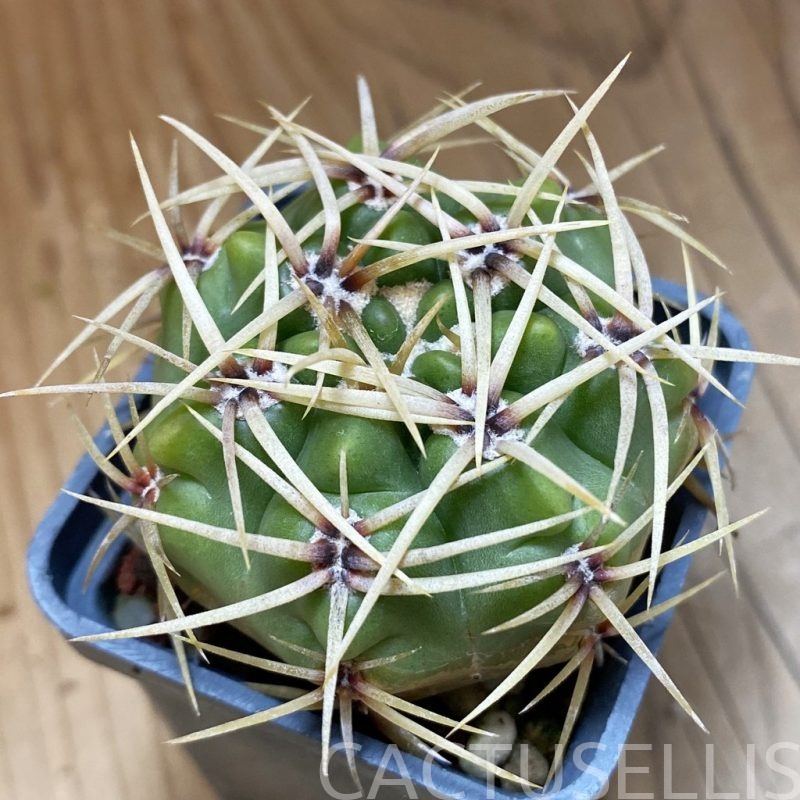 DP28741 Gymnocalycium multiflorum