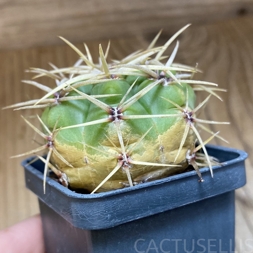 DP28741 Gymnocalycium multiflorum - immagine 2