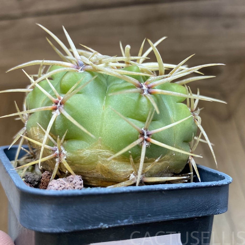 DP28741 Gymnocalycium multiflorum - immagine 4