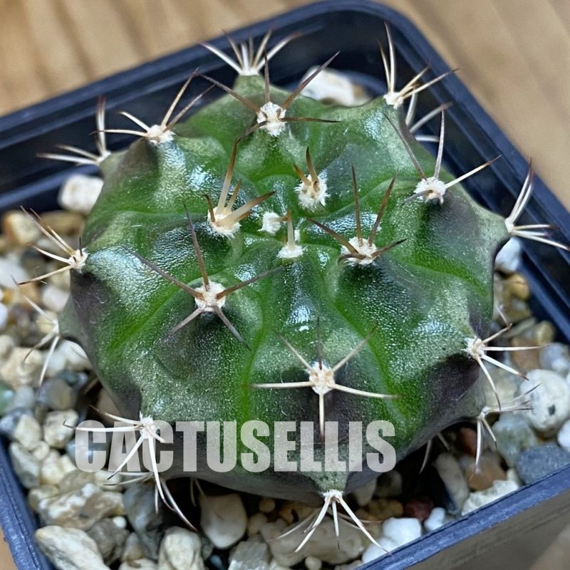 DP28742 Gymnocalycium damsii hybrid