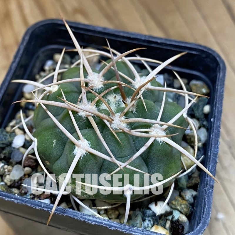 DP28743 Gymnocalycium ferocior VG 512
