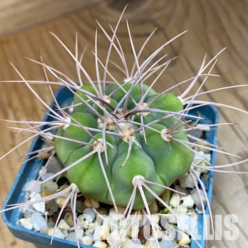 DP28744 Gymnocalycium aff. polycephalum
