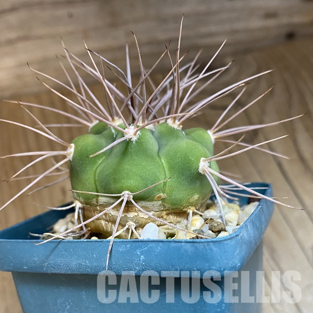 DP28744 Gymnocalycium aff. polycephalum - Image 2