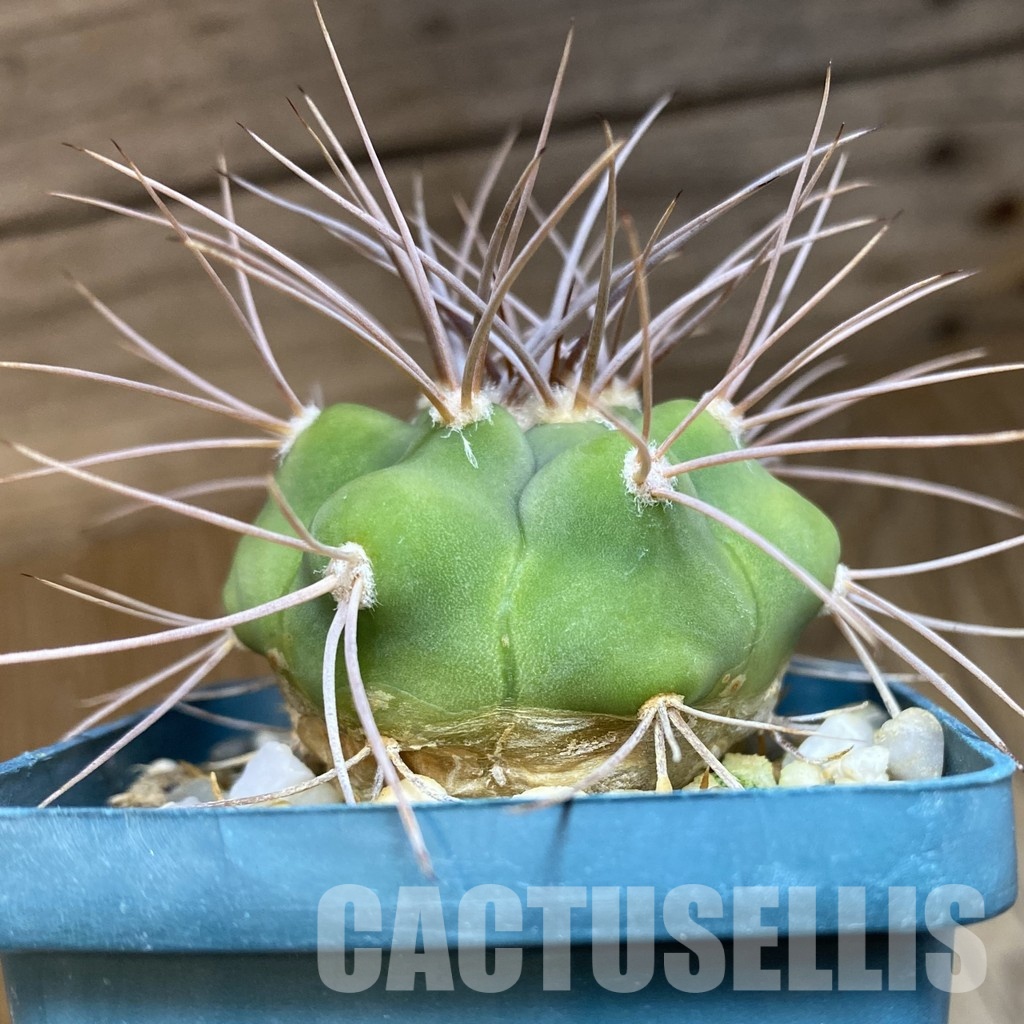 DP28744 Gymnocalycium aff. polycephalum - Image 3