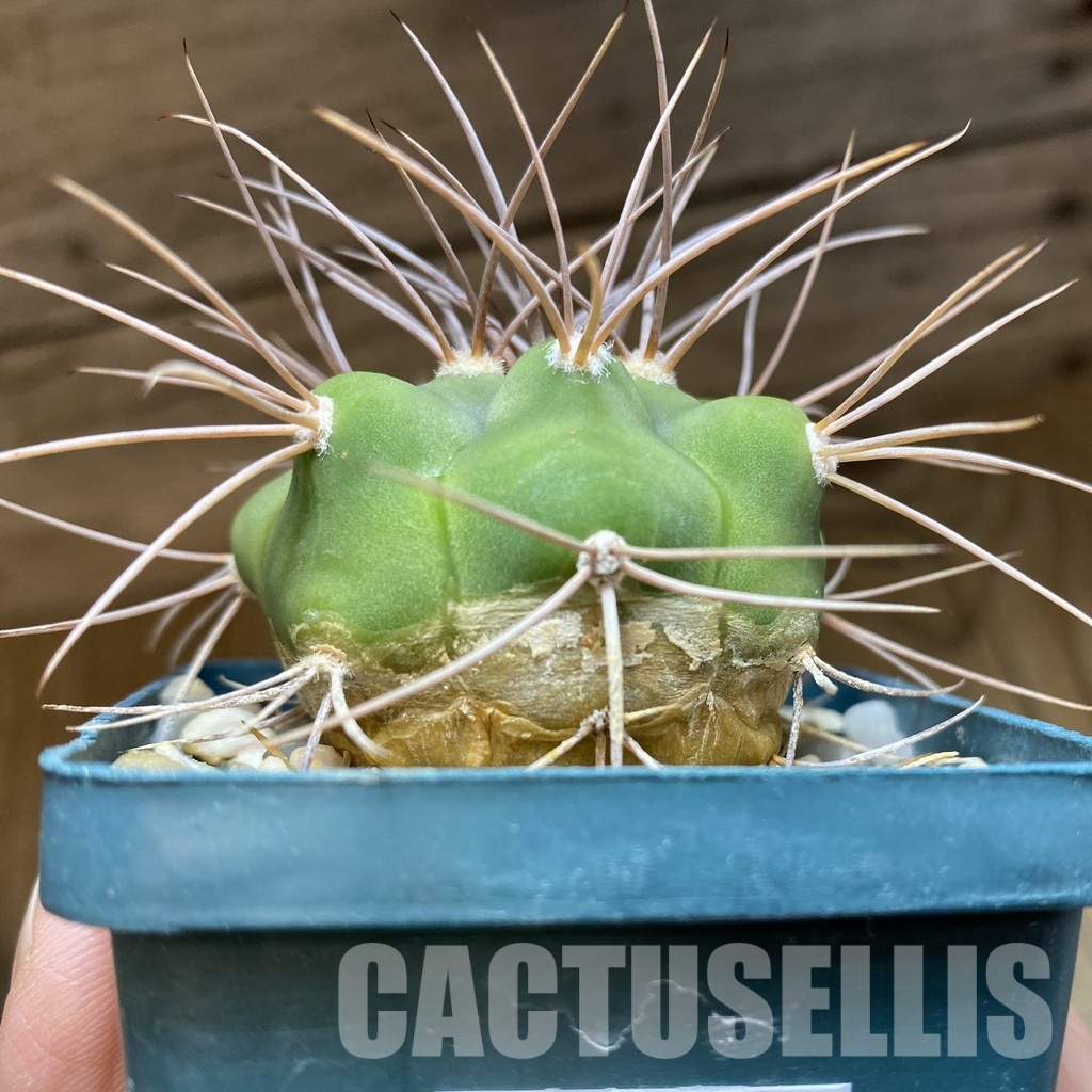 DP28744 Gymnocalycium aff. polycephalum - Image 4