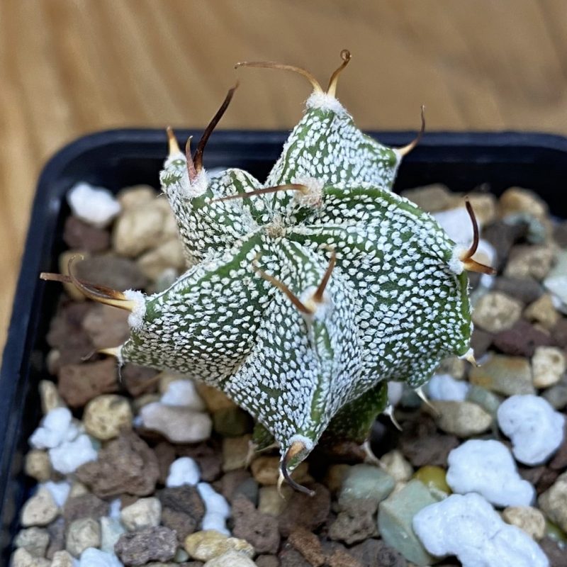 DP28712 Astrophytum ornatum hybrid