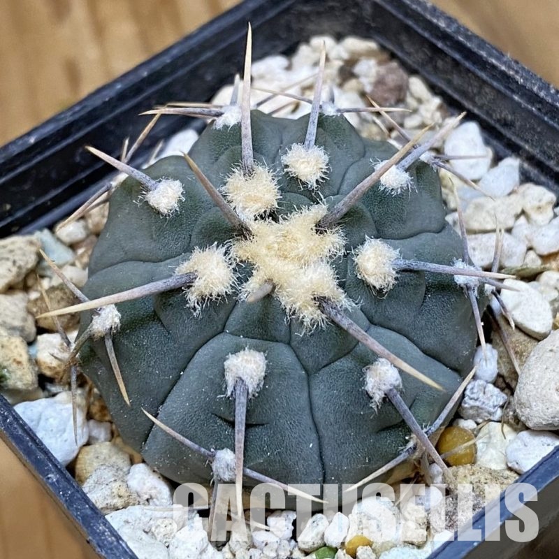 DP28745 Gymnocalycium vatteri