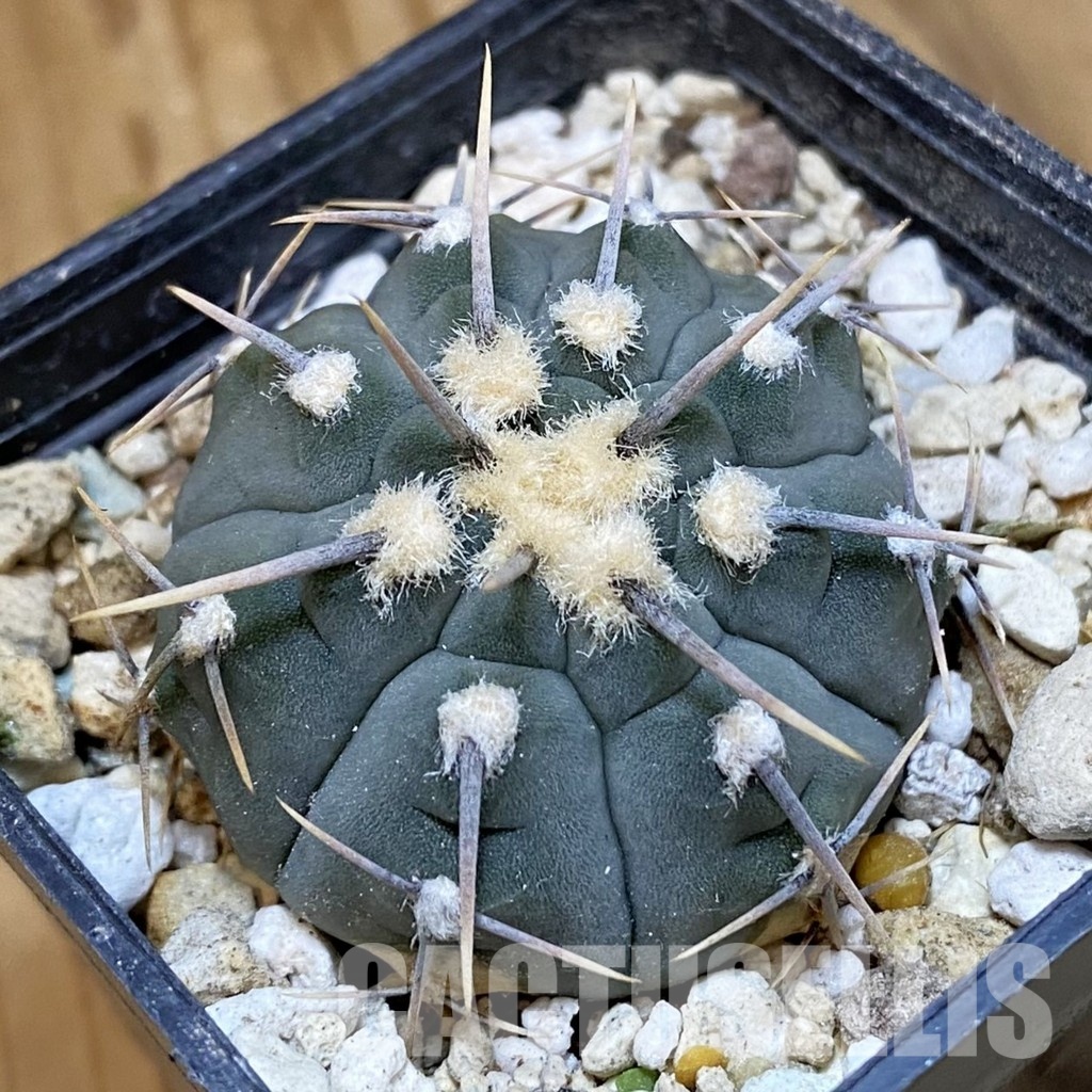 DP28745 Gymnocalycium vatteri