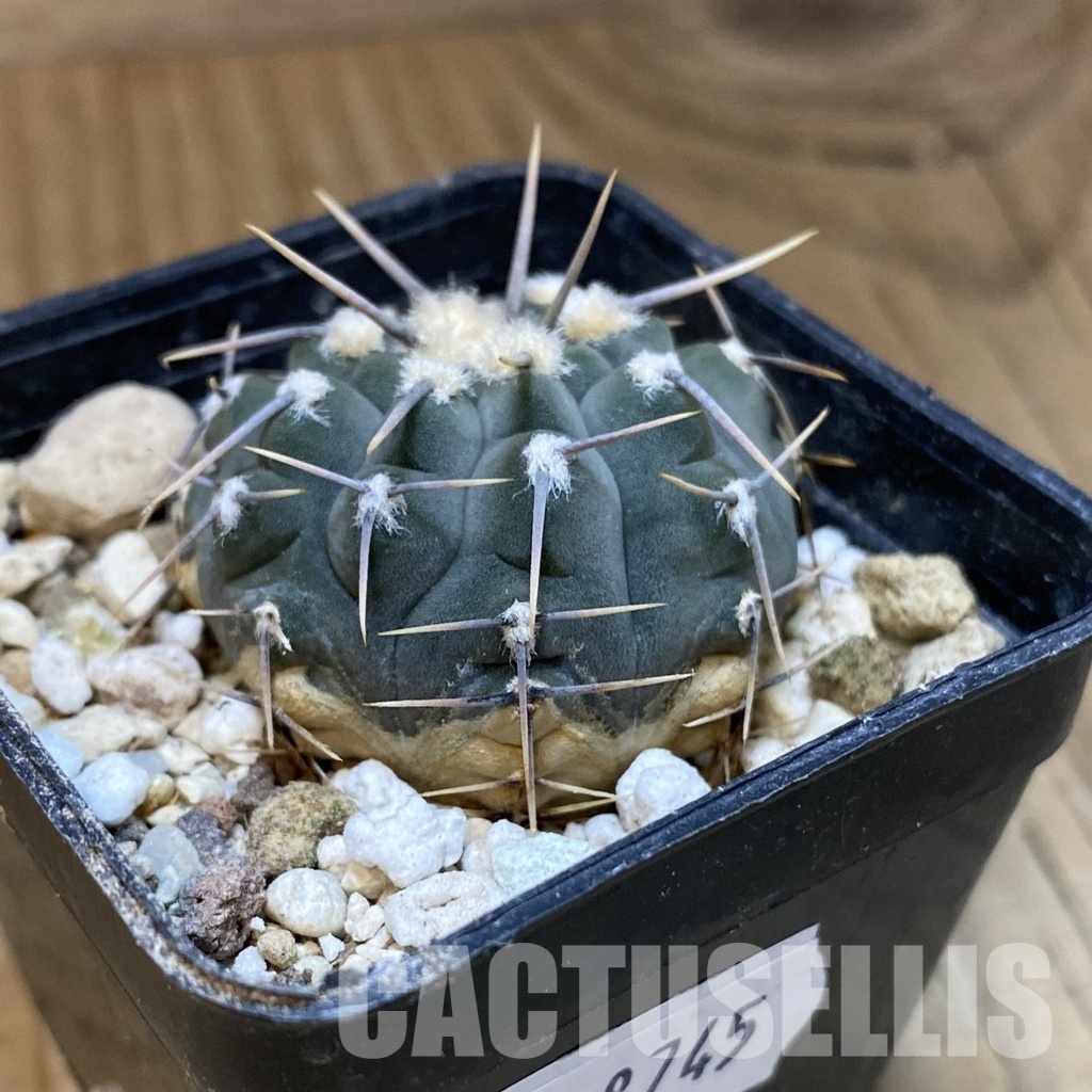 DP28745 Gymnocalycium vatteri - Image 2