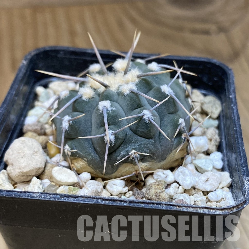 DP28745 Gymnocalycium vatteri - Image 3