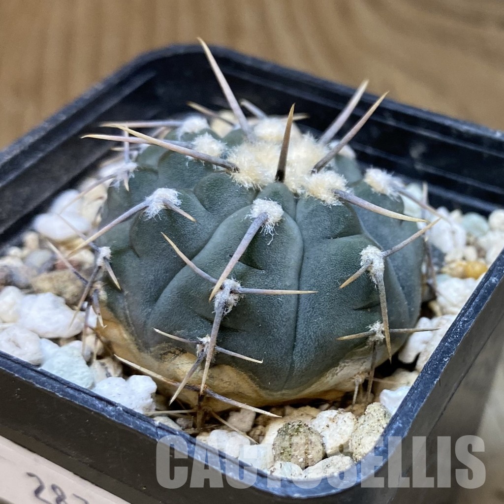 DP28745 Gymnocalycium vatteri - Image 4