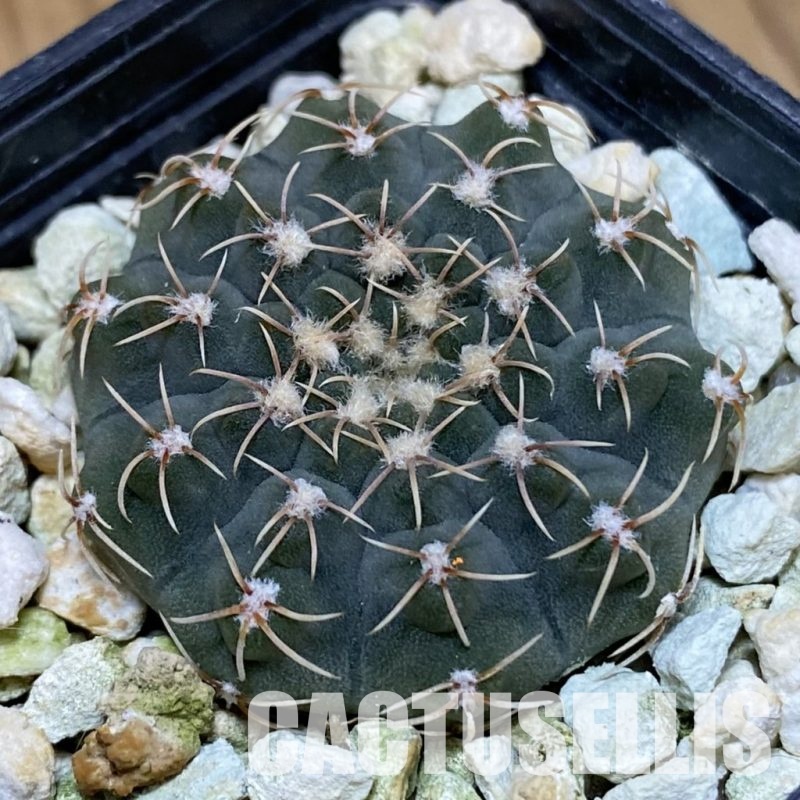 DP28746 Gymnocalycium stellatum VG 283