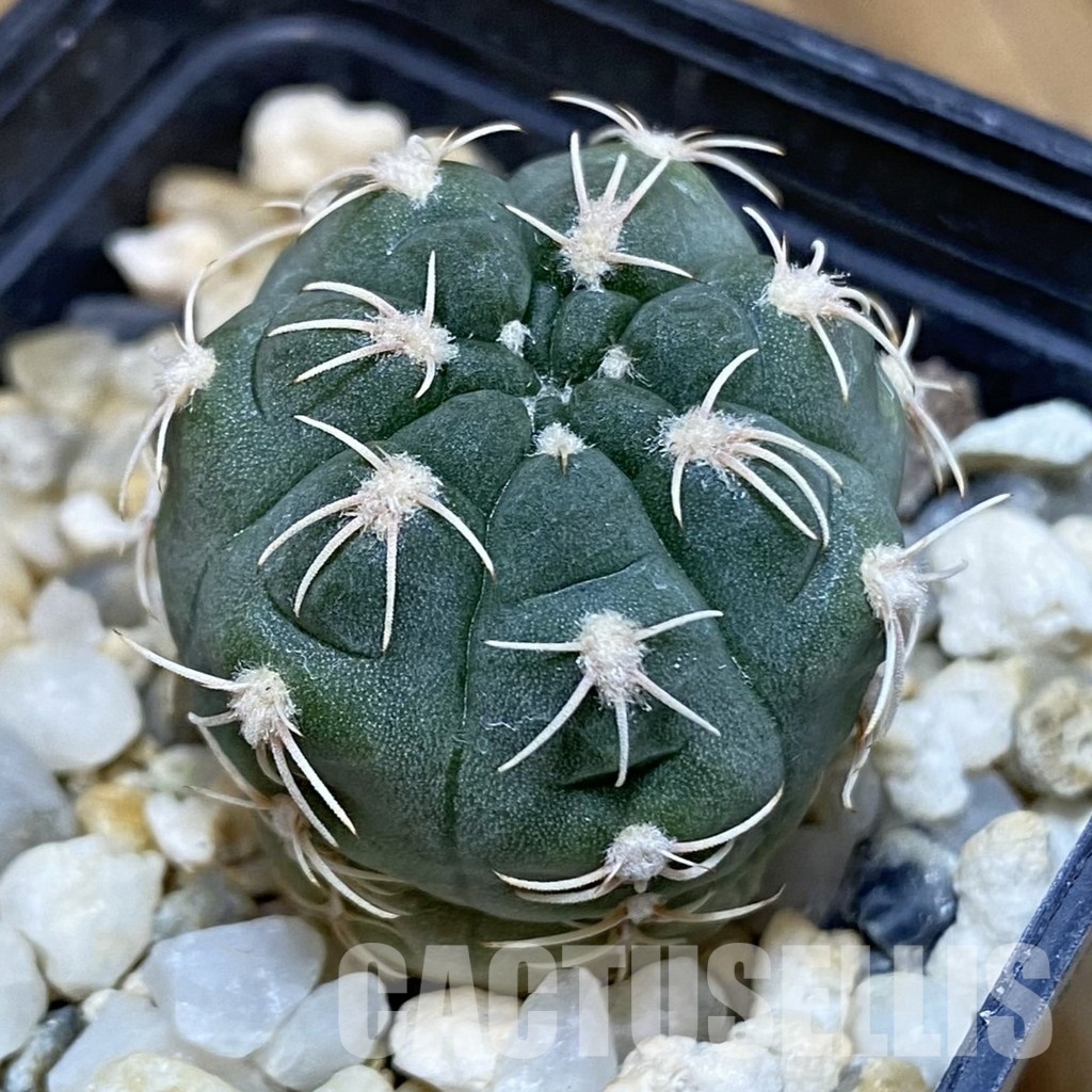 DP28747 Gymnocalycium baldianum VG 185