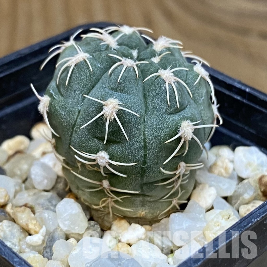 DP28747 Gymnocalycium baldianum VG 185 - Image 3