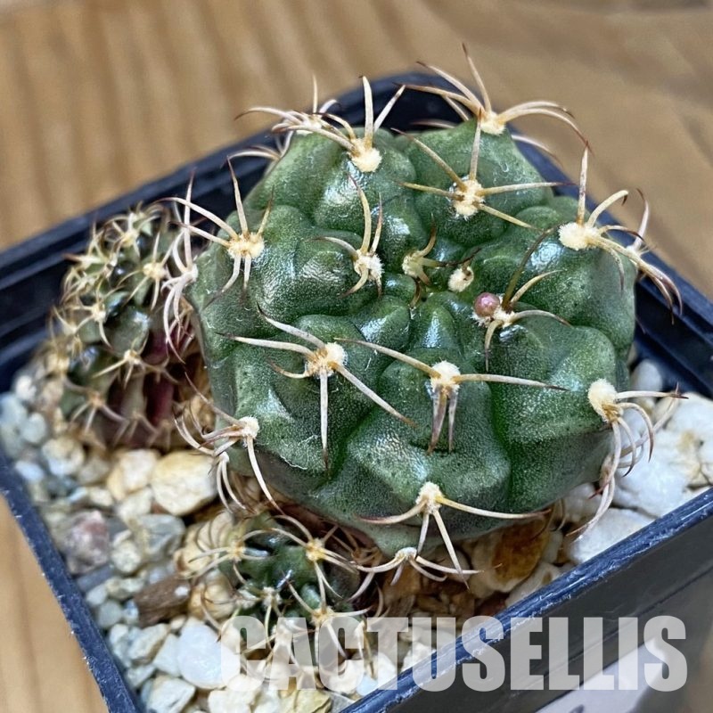 DP28748 Gymnocalycium damsii v. tucavocense