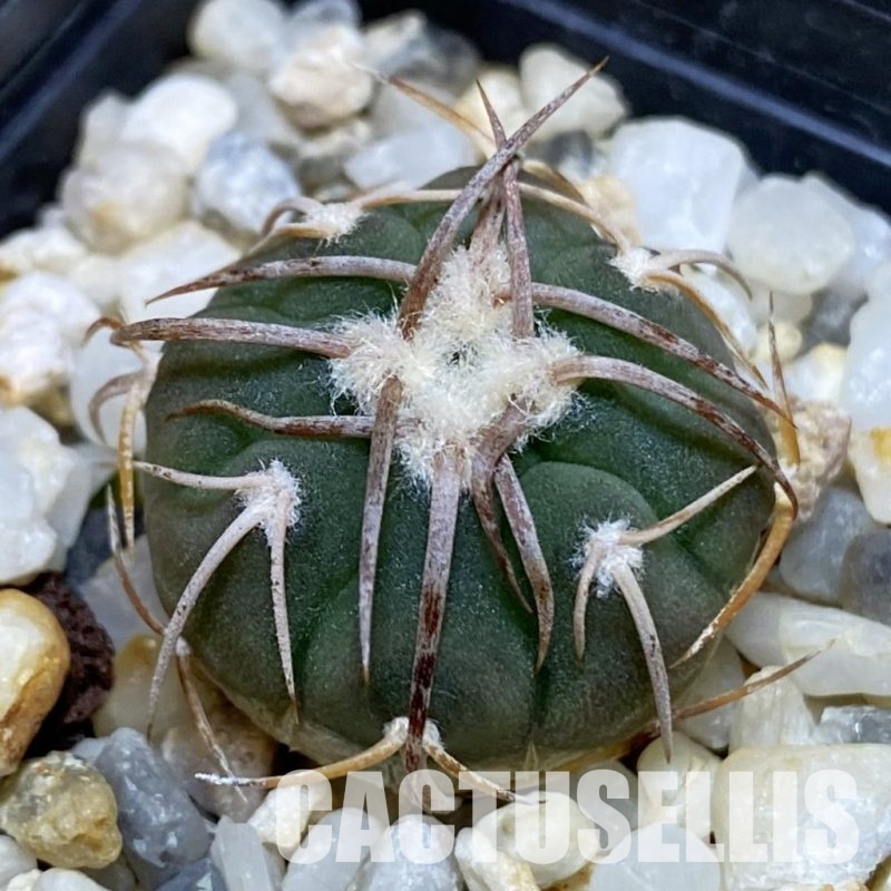 DP28749 Gymnocalycium coloradense VS 809