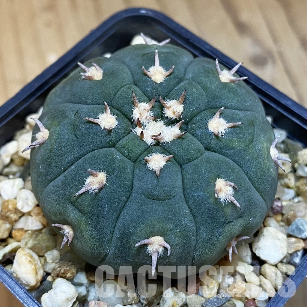 DP28750 Gymnocalycium spegazzinii v. unguispinum SL 443