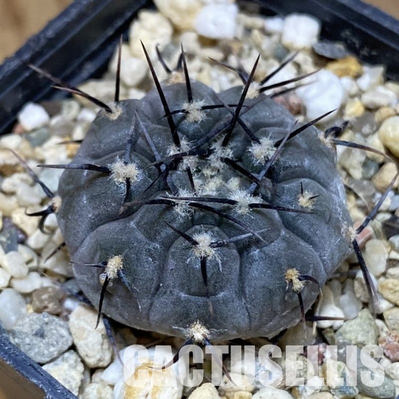 DP28751 Gymnocalycium esperanzae TOM 09-436.1