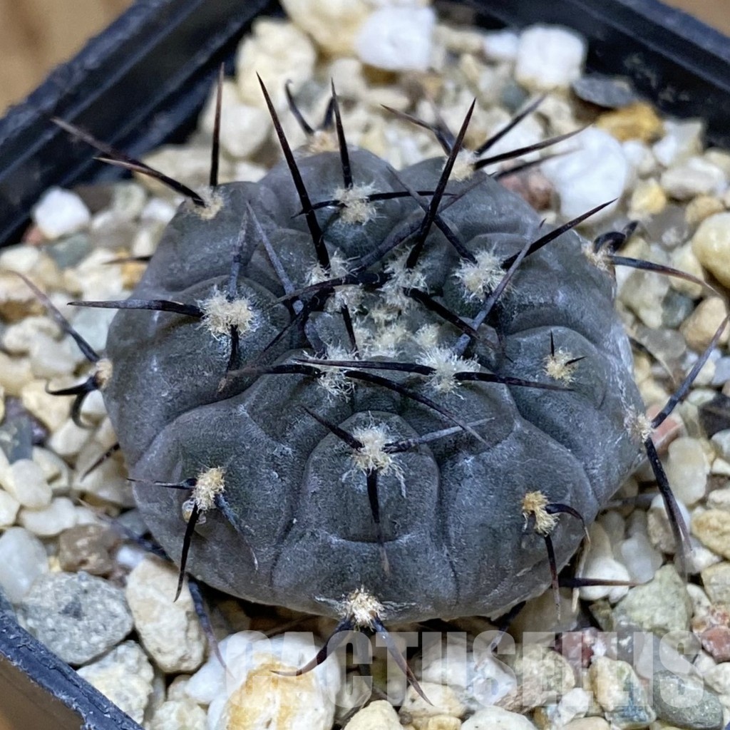 DP28751 Gymnocalycium esperanzae TOM 09-436.1