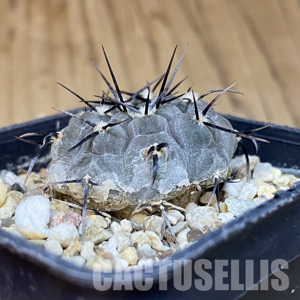 DP28751 Gymnocalycium esperanzae TOM 09-436.1 - Image 3