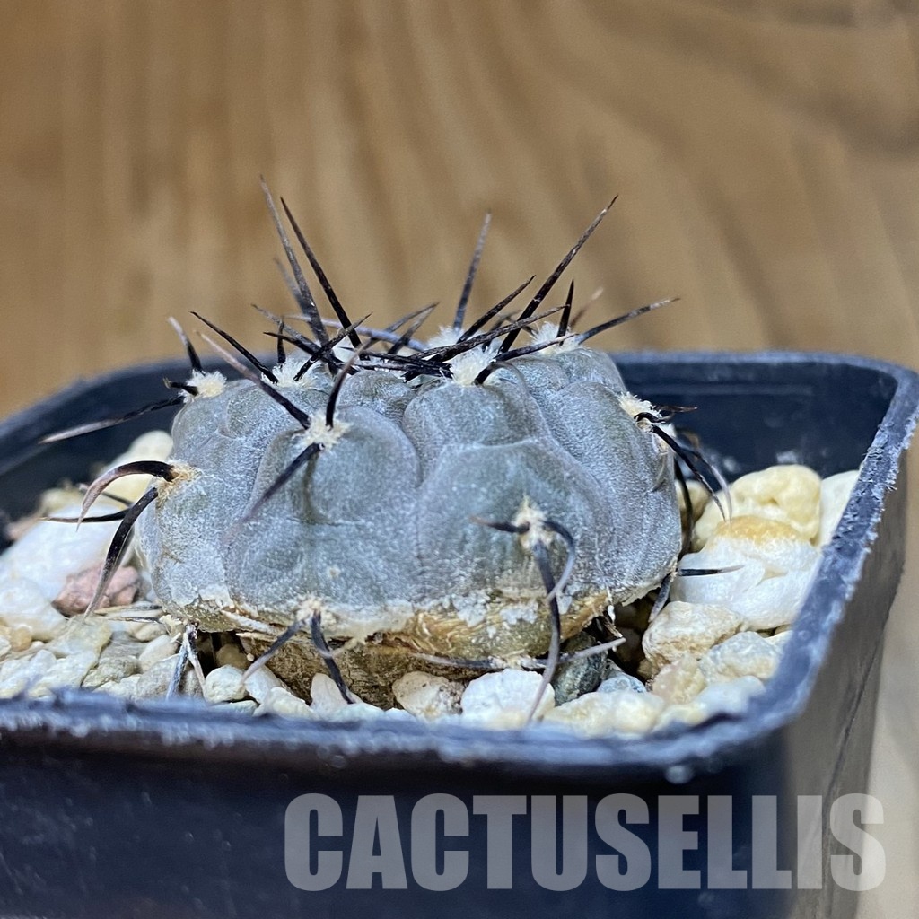 DP28751 Gymnocalycium esperanzae TOM 09-436.1 - Image 4