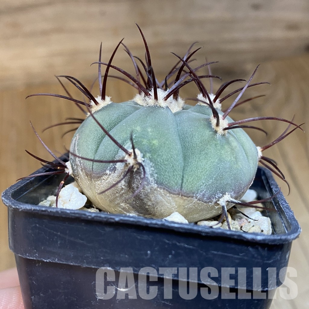 DP28753 Gymnocalycium cabreraense VOS 2122 - Image 2