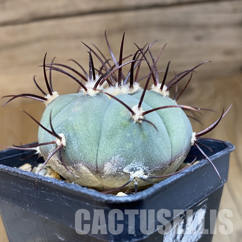 DP28753 Gymnocalycium cabreraense VOS 2122 - Image 3